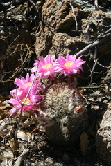 Echinocereus adustus adustus