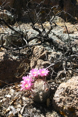 Echinocereus adustus adustus