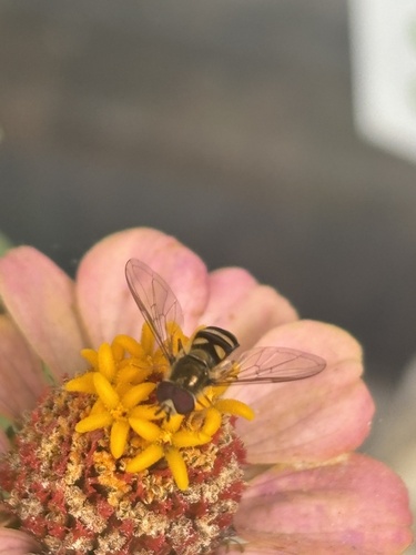 Unknown species found near College of Lake County - Lakeshore Campus, Waukegan, IL, US