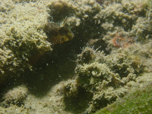 Parablennius pilicornis