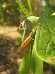 Heteracris pterosticha