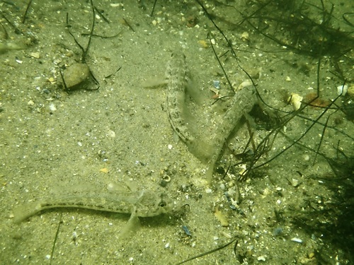 Gobius niger