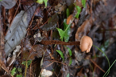 Laccaria squarrosa