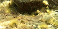 Favonigobius lateralis