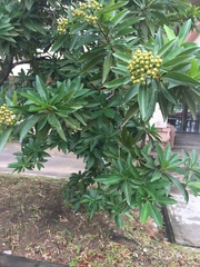 Xanthostemon chrysanthus