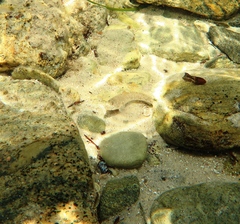 Favonigobius lateralis