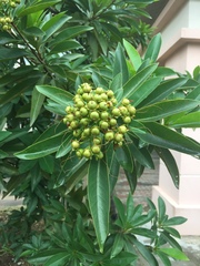 Xanthostemon chrysanthus