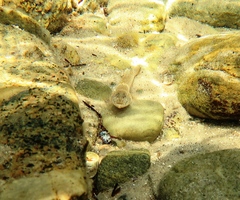 Favonigobius lateralis