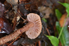 Laccaria squarrosa