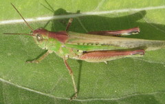 Epacromiini
