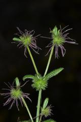 Opercularia echinocephala