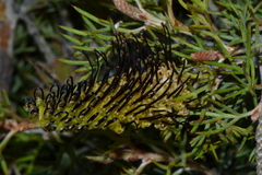 Grevillea armigera