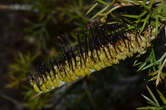 Grevillea armigera
