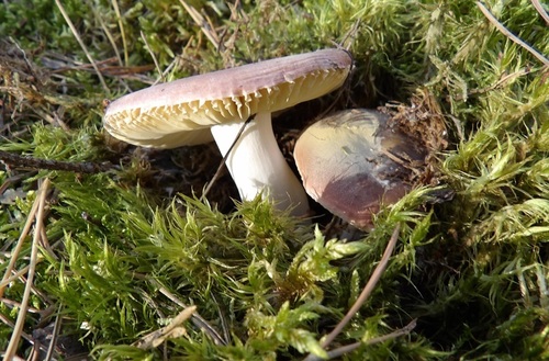 Gołąbek