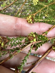 Kunzea sulphurea, photograph (c) pimelea, some rights reserved (CC BY)