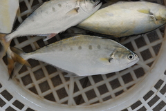 Scomberoides commersonnianus