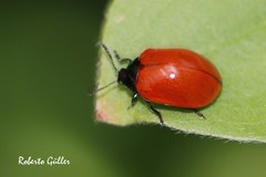Plagiodera erythroptera