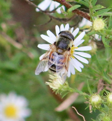 Unknown species found near Rogers, AR, USA