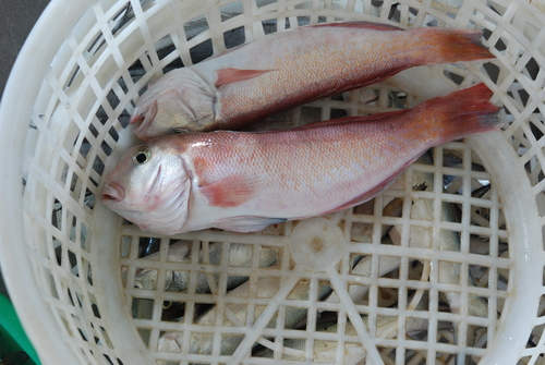 White horsehead (Branchiostegus albus) — Malacanthidae — 3