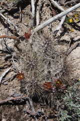 Echinocereus mapimiensis