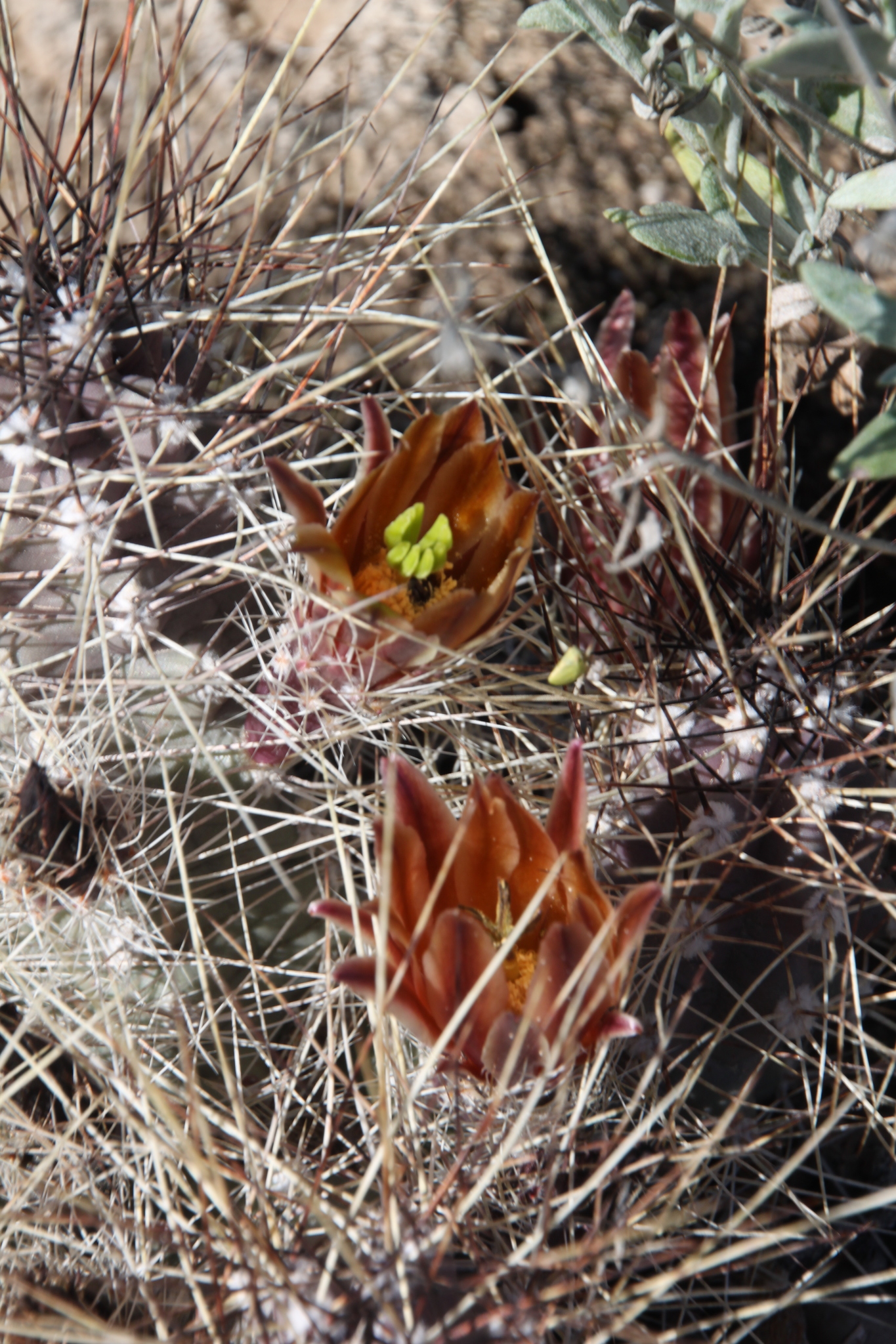 Echinocereus mapimiensis