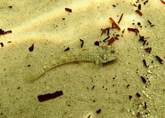 Favonigobius lateralis
