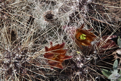 Echinocereus mapimiensis