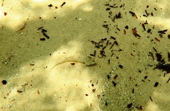 Favonigobius lateralis