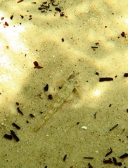 Favonigobius lateralis