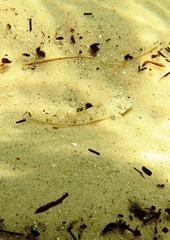 Favonigobius lateralis