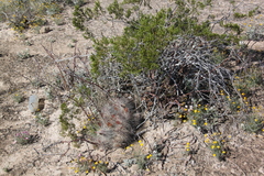 Echinocereus mapimiensis