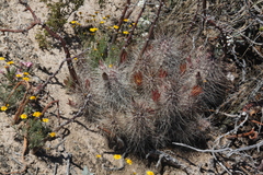 Echinocereus mapimiensis