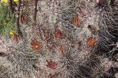Echinocereus mapimiensis