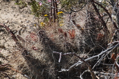 Echinocereus mapimiensis