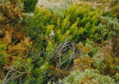 Ulex canescens