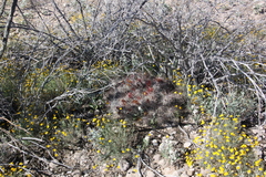 Echinocereus mapimiensis