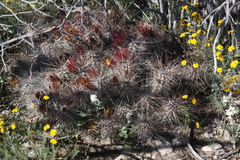 Echinocereus mapimiensis