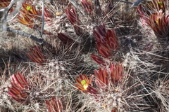 Echinocereus mapimiensis