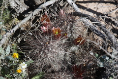 Echinocereus mapimiensis