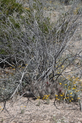 Echinocereus mapimiensis