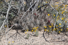 Echinocereus mapimiensis