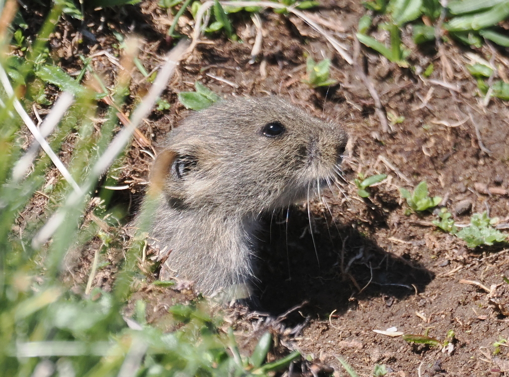 Smoky Mountain Vole