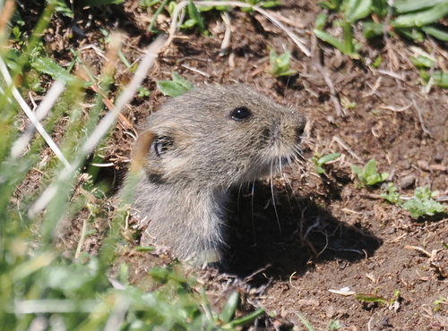 Smoky Mountain Vole