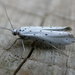 Ermine Moths - Photo (c) Donald Hobern, some rights reserved (CC BY)