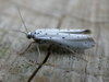 Ermine Moths - Photo (c) Donald Hobern, some rights reserved (CC BY)