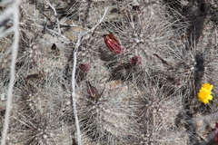 Echinocereus mapimiensis