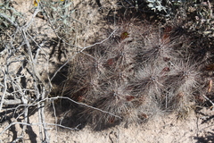 Echinocereus mapimiensis