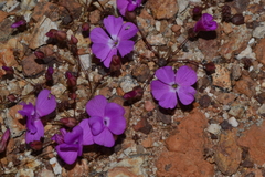 Calandrinia primuliflora