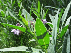 Solanum glaucophyllum
