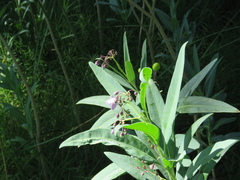 Solanum glaucophyllum